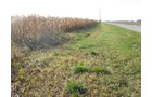 Property photo 1 - 65+/- Acres Offered in 2 Tracts